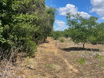 Venta linda parcela 2,6 ha. de cultivo árboles frutales en Malloa, Chillán