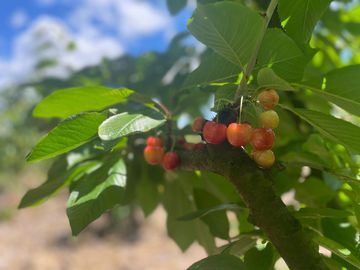 Venta linda parcela 2,6 ha. de cultivo árboles frutales en Malloa, Chillán
