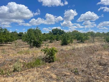 Venta linda parcela 2,6 ha. de cultivo árboles frutales en Malloa, Chillán