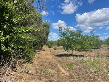 Venta linda parcela 2,6 ha. de cultivo árboles frutales en Malloa, Chillán
