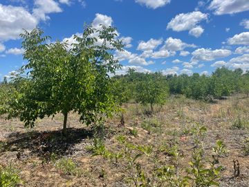 Venta linda parcela 2,6 ha. de cultivo árboles frutales en Malloa, Chillán