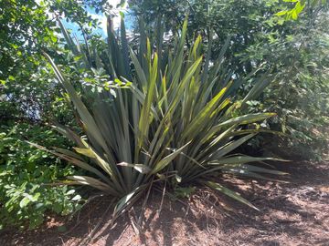 Venta linda parcela 2,6 ha. de cultivo árboles frutales en Malloa, Chillán