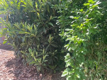 Venta linda parcela 2,6 ha. de cultivo árboles frutales en Malloa, Chillán