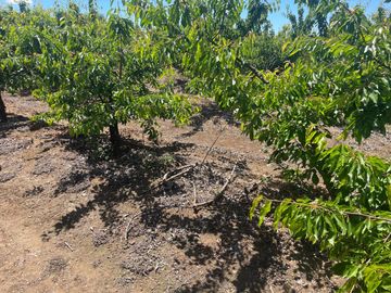 Venta linda parcela 2,6 ha. de cultivo árboles frutales en Malloa, Chillán
