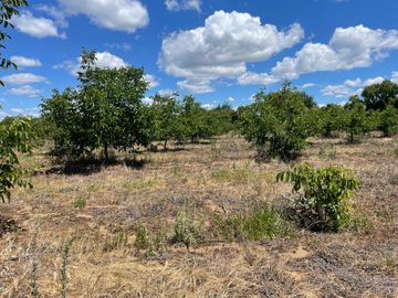 Venta linda parcela 2,6 ha. de cultivo árboles frutales en Malloa, Chillán