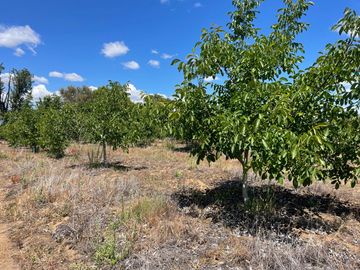 Venta linda parcela 2,6 ha. de cultivo árboles frutales en Malloa, Chillán
