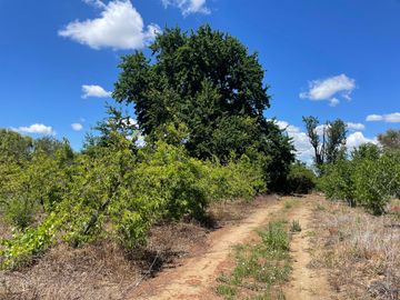 Venta linda parcela 2,6 ha. de cultivo árboles frutales en Malloa, Chillán