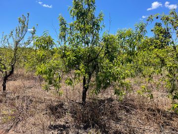 Venta linda parcela 2,6 ha. de cultivo árboles frutales en Malloa, Chillán