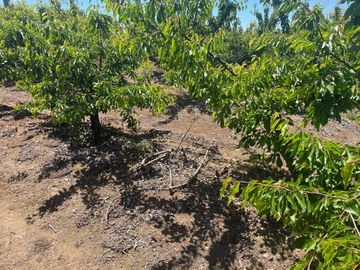 Venta linda parcela 2,6 ha. de cultivo árboles frutales en Malloa, Chillán