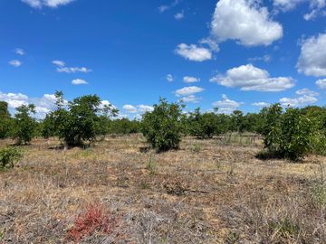 Venta linda parcela 2,6 ha. de cultivo árboles frutales en Malloa, Chillán