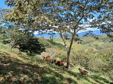 FINCA GANADERA EN VIJES