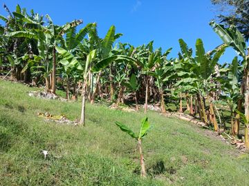 FINCA GANADERA EN VIJES