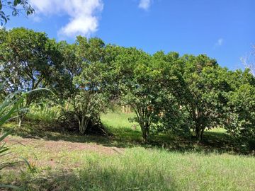 FINCA GANADERA EN VIJES