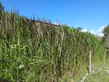 FINCA GANADERA EN VIJES