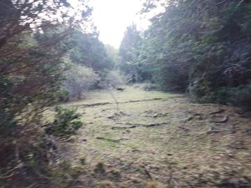 VENDO 40 HECTÁREAS CON ORILLA DE LAGO NEGRO, COMUNA DE RIO IBÁÑEZ, REGIÓN DE AYSEN