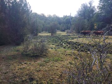 VENDO 40 HECTÁREAS CON ORILLA DE LAGO NEGRO, COMUNA DE RIO IBÁÑEZ, REGIÓN DE AYSEN