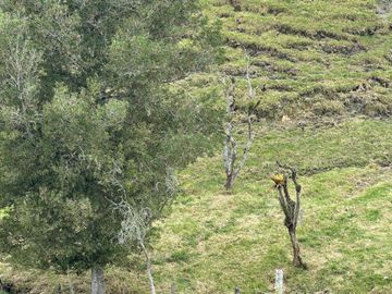 Venta Finca en Entrerrios Antioquia