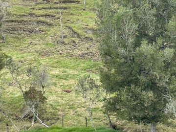 Venta Finca en Entrerrios Antioquia