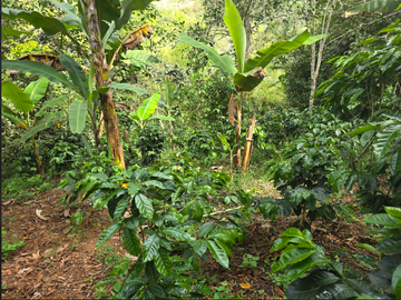venta / permuta finca Dagua