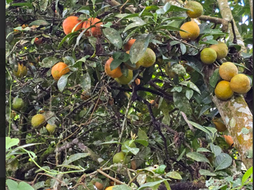 venta / permuta finca Dagua