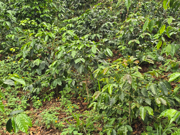 venta / permuta finca Dagua