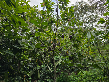 venta / permuta finca Dagua