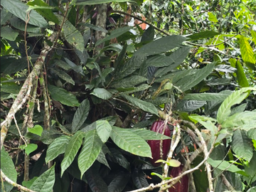venta / permuta finca Dagua