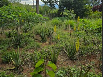 venta / permuta finca Dagua