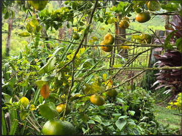 venta / permuta finca Dagua