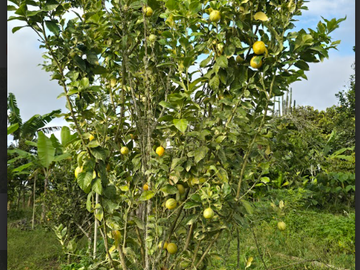 venta / permuta finca Dagua