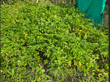 venta / permuta finca Dagua