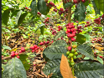 venta / permuta finca Dagua