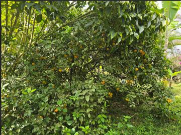 venta / permuta finca Dagua