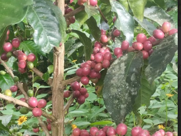 venta / permuta finca Dagua