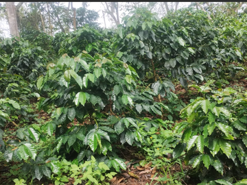 venta / permuta finca Dagua
