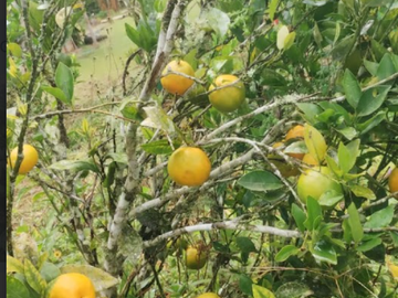 venta / permuta finca Dagua