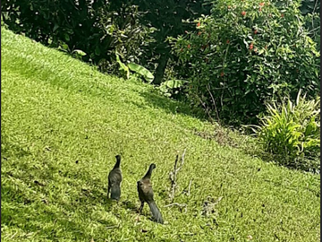 venta / permuta finca Dagua