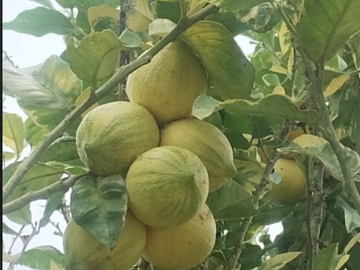 venta / permuta finca Dagua