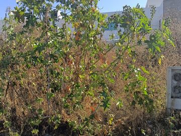 TERRENO EN VENTA EN VILLA DE TABORA II, IRAPUATO