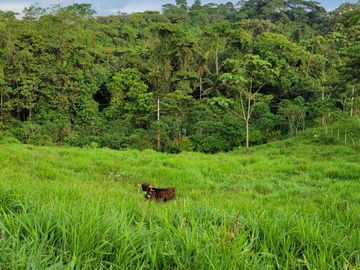 BONITA FINCA DE 1 HA EN PEDRO VICENTE MALDONADO A 2 KM DEL CENTRO