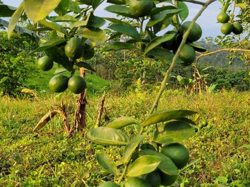 BONITA FINCA DE 1 HA EN PEDRO VICENTE MALDONADO A 2 KM DEL CENTRO