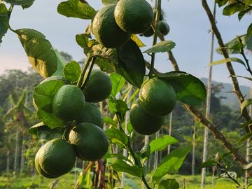 BONITA FINCA DE 1 HA EN PEDRO VICENTE MALDONADO A 2 KM DEL CENTRO