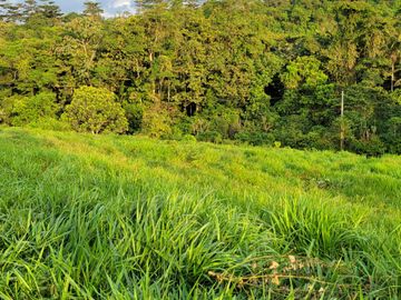 BONITA FINCA DE 1 HA EN PEDRO VICENTE MALDONADO A 2 KM DEL CENTRO