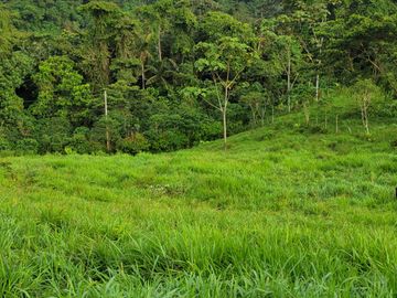 BONITA FINCA DE 1 HA EN PEDRO VICENTE MALDONADO A 2 KM DEL CENTRO
