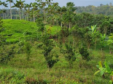 BONITA FINCA DE 1 HA EN PEDRO VICENTE MALDONADO A 2 KM DEL CENTRO