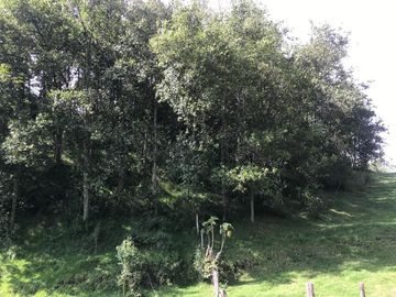 Vendo terreno de 4 hectáreas en Sangolquí.