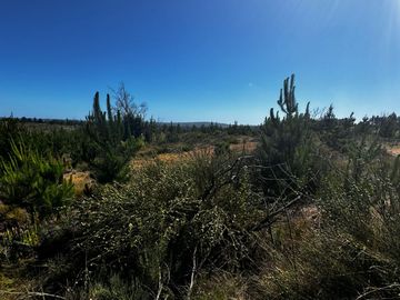 Se vende parcela de 5000 m2 a 10 minutos de Algarrobo