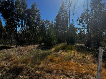 Se vende parcela de 5000 m2 a 10 minutos de Algarrobo