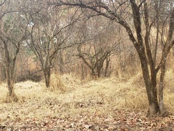 BOSQUE CENTURIA, FRACCIONAMIENTO CAMPRESTRE PRIVADO, CHARO, MICHOACAN