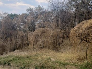 BOSQUE CENTURIA, FRACCIONAMIENTO CAMPRESTRE PRIVADO, CHARO, MICHOACAN